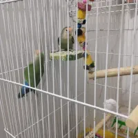 کوتوله برزیلی