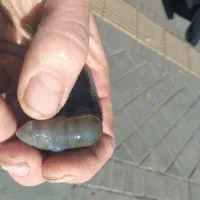 فلاور زد زد