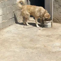 نر سگ مخصوص نگهبانی کارگاه انبار