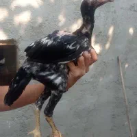 جوجه لاری