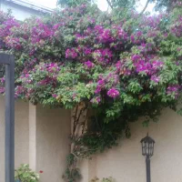 سرایداری در توسکا تک