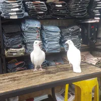 ی جفت کفتر خوب کار درست|پرنده|تهران, امام زاده عبدالله|دیوار