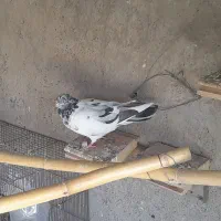 کبوتر  پرشی پاکستانی|پرنده|قم, شهرک مهدیه (مدرس)|دیوار