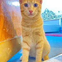 واگذاری گربه dsh|گربه|سیرجان, |دیوار