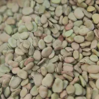 باقلا درجه یک تمیزوپاک شده خوشپخت باقیمت مناسب|خوردنی و آشامیدنی|اهواز, نادری|دیوار