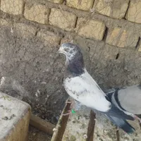 کله دم سبز دم دوشاخ