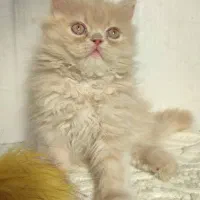 پرشین دوست داشتنی