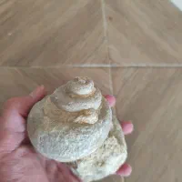 فسیل حلزون|کلکسیون اشیاء عتیقه|شیراز, باغ تخت|دیوار