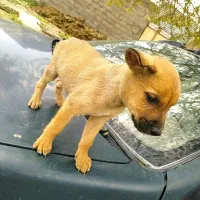 توله نژاد دار