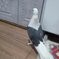 کفتر کبوتر پشتی