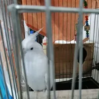 عروس هلندی گمشده محدوده چاهه