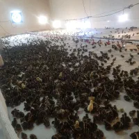 بلدرچین بالغ و جوجه دو تا سه هفته ای|حیوانات مزرعه|شیراز, دودمان|دیوار