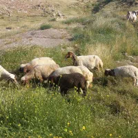 میش وبره|حیوانات مزرعه|پلدختر, |دیوار
