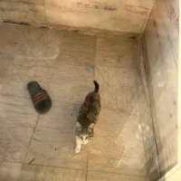 واگذاری بچه گربه