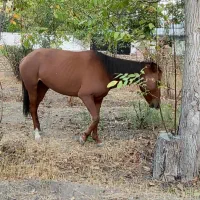 اسب|اسب و تجهیزات اسبسواری|دماوند, دماوند|دیوار