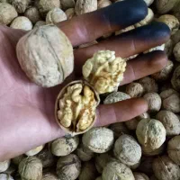 گردو پوست کاغذی درجه یک خشک امسالی