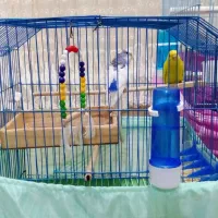 یک جفت مرغعشقباقفسمعاوضهباعروسهلندیماده|پرنده|الوند, |دیوار