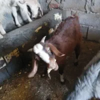 گوسفند فروشی|حیوانات مزرعه|بم, |دیوار