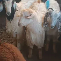 بزغاله 7نر 9ماده