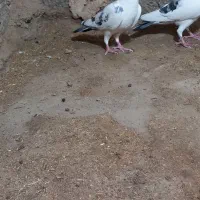 جفت پرستو مسافتی عتیغه|پرنده|زابل, |دیوار