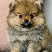 توله سگ فنجونی پامر خرسی|سگ|تهران, چیتگر جنوبی|دیوار