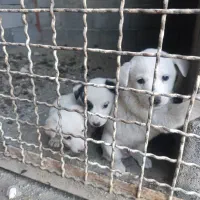 توله سگ پا کوتاه|سگ|بروجرد, |دیوار