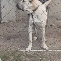 واگذاری سک پژدر