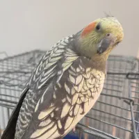 عروس هلندی ماده|پرنده|تهران, امام زاده عبدالله|دیوار