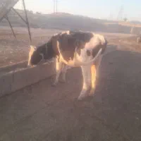 یک گوساله خاجی ماده