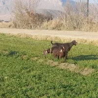 بز آبستن و شیرا جوان دوم شکم ۰۰و بوغلمون