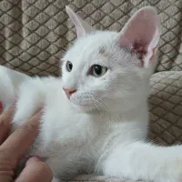 گربه سفید ۴ ماهه خانگی نژاد dsh