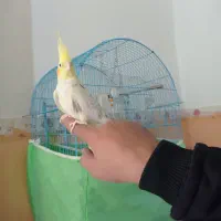 عروس هلندی دستی|پرنده|باروق, |دیوار