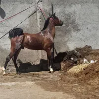 کره نریان شجره دار