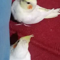 جوجه هروس هلندی|پرنده|سوسنگرد, |دیوار