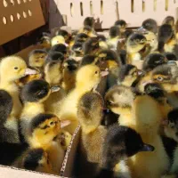 جوجه سفید|حیوانات مزرعه|سیرجان, |دیوار
