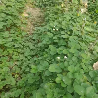 فروش نشای انواع توت فرنگی پاروس چهارفصل کاروسا|خدمات باغبانی و درختکاری|مشگین شهر, |دیوار