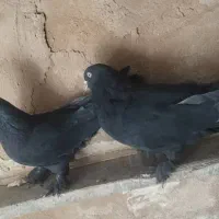 کبوتر پر|پرنده|جونقان, |دیوار