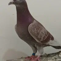 جفت سخریج و گوره نره