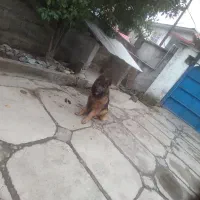 سگ بسیار خوب