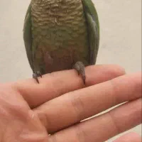 فروش عروس هلندی خرید تخم نطفه دار|پرنده|زنجان, |دیوار