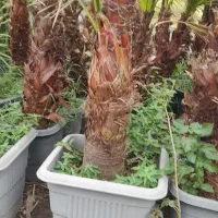 پالم واشنگتون  تنه قرمز