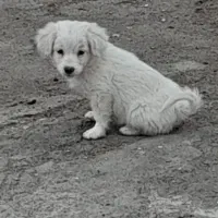 سگ پاکوتاه ۲ماهه