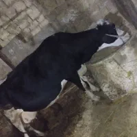 گاو شیری|حیوانات مزرعه|دینور, |دیوار