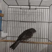 قناری ماده نگرو مشکی جفتی سهره.|پرنده|ری, فیروزآباد|دیوار