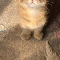 گربه اسکاتیش بریتیش|گربه|لاهیجان, شیخ زاهد|دیوار