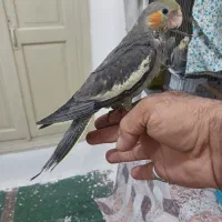 جوجه عروس هلندی|پرنده|تهران, آبشار|دیوار