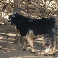 پازن یک ساله