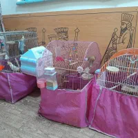 عروس هلندی|پرنده|اصفهان, فرودگاه شهید بهشتی|دیوار