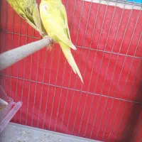 مرغ عشق|پرنده|شیراز, کوشک میدان|دیوار