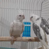 طوطی عروس آلبینو مولد